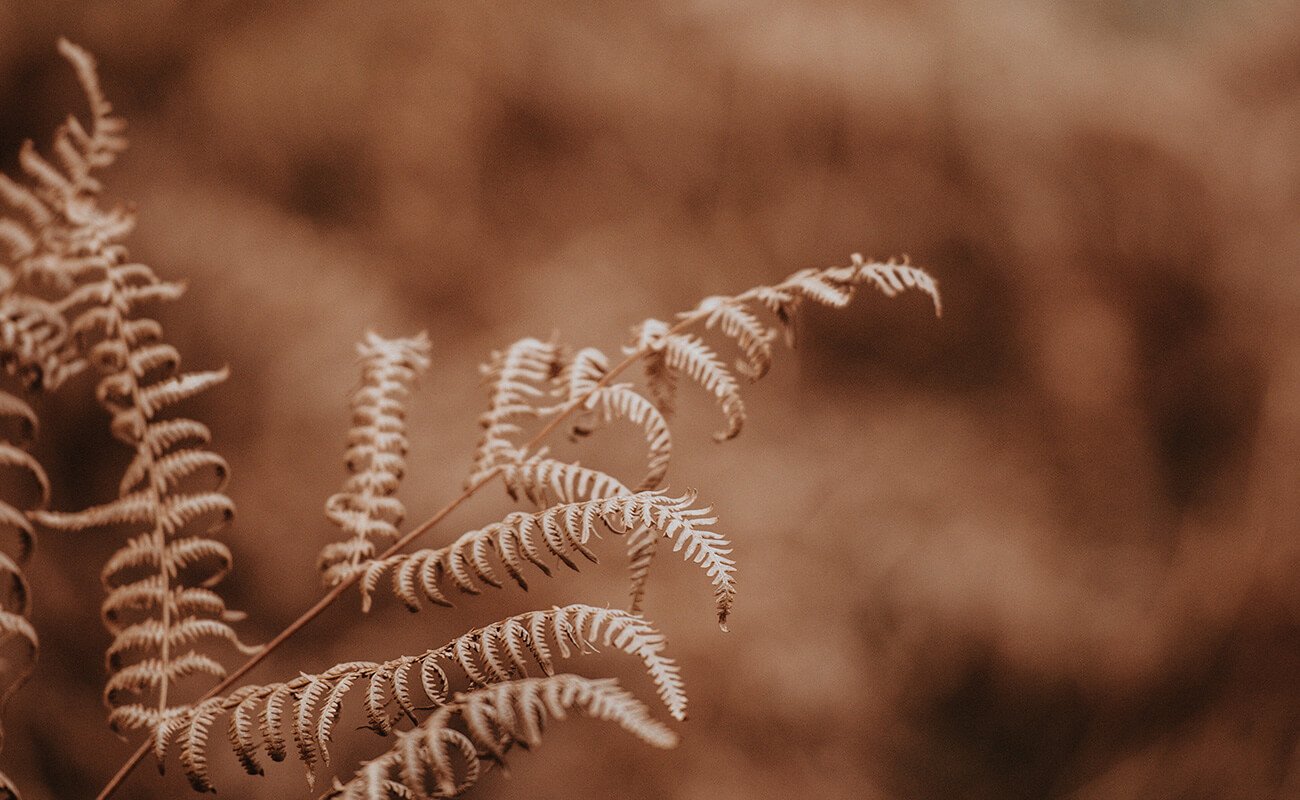 Presets by Sleeklens