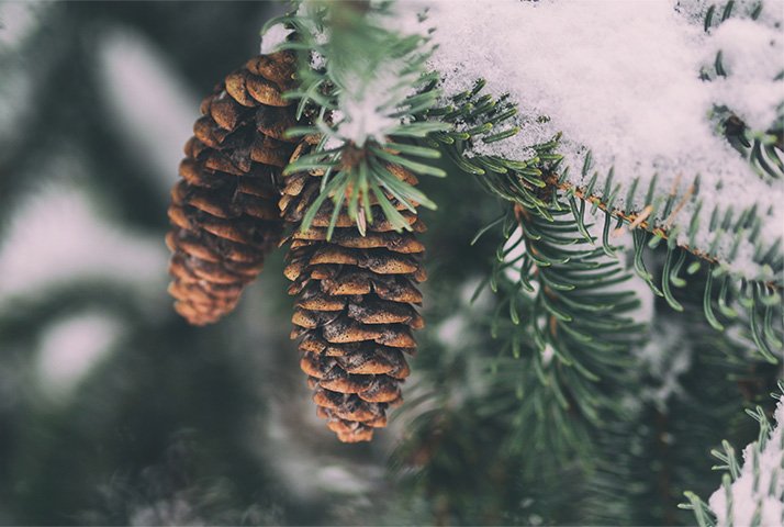 winter-gellary-1