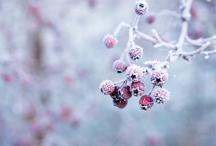 winter-gellary-7